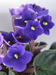 violeta azul